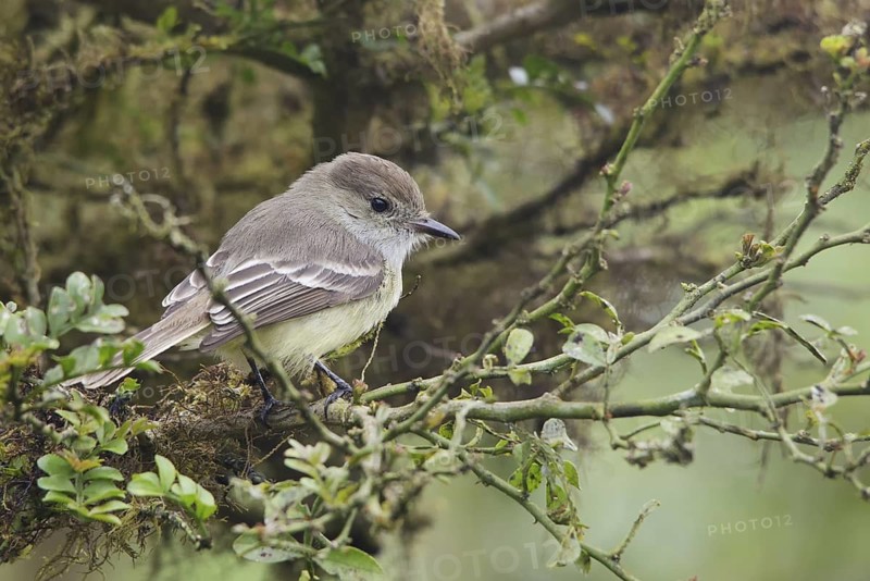 Galapagos Flycatcher (Myiarchus magnirostris), Galapagos, Ecuador