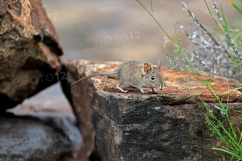 Short-eared Trunked Shrew (Macroscelides probosideus), Short-eared Elephant Shrew, Short-eared Trunked Shrew, adult, foraging, vigilant, rocks, Mountain Zebra National Park, Eastern Cape, South Africa