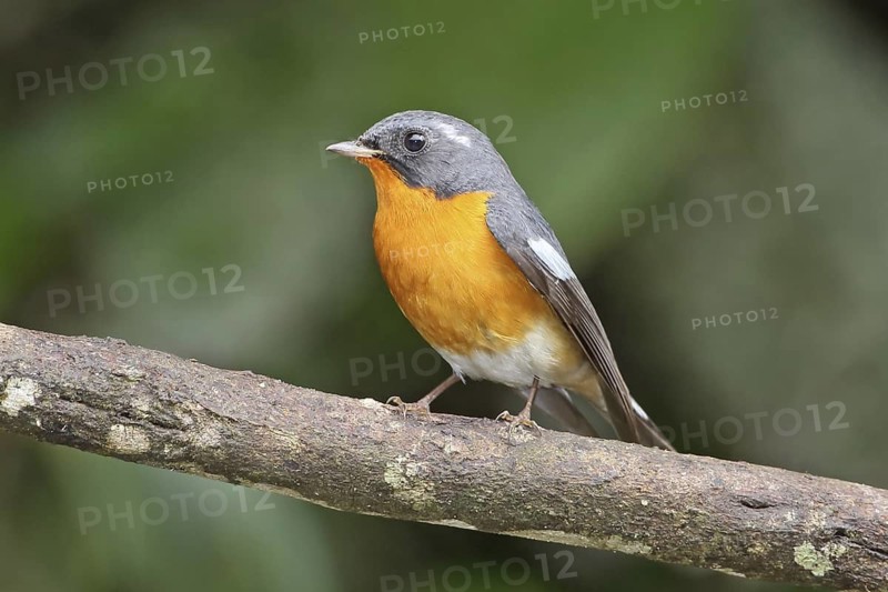 Mugimaki Flycatcher (Ficedula mugimaki) male, Selangor, Malaysia