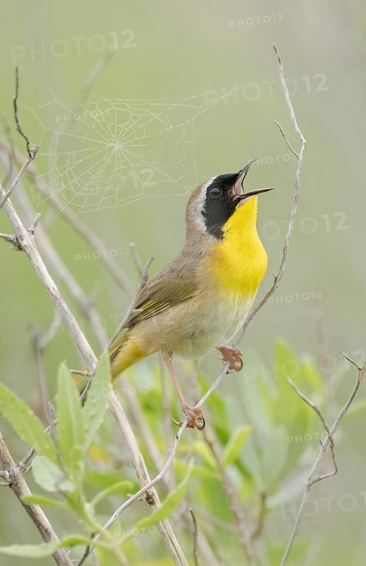 Common Yellowthroat (Geothlypis trichas) male singing, Texas, USA