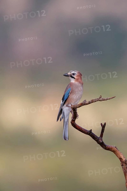 Jay, European Jay, Jay, eurasian jay (Garrulus glandarius), Geai des chênes, Arrendajo Común, Arrendajo, on perch, Ormoz area, Ormoz, Podravska, Slovenia
