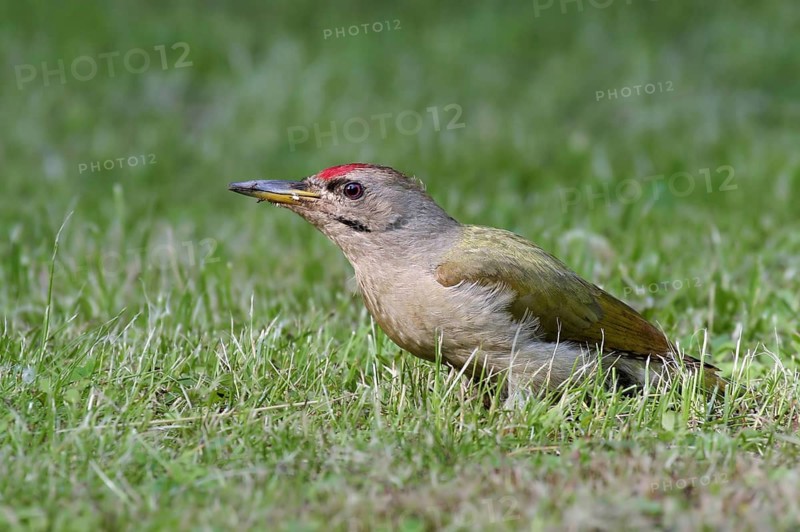 Grey-headed Woodpecker (Picus canus), Saxony, Germany