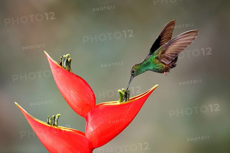 Bronze-tailed Plumeleteer (Chalybura urochrysia) male flying while feeding at flower nectar, Costa Rica