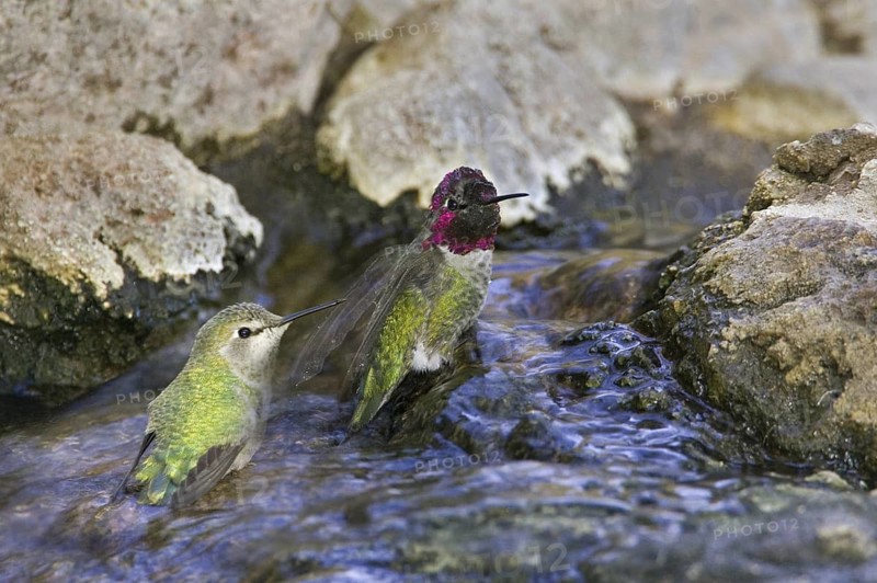 Anna's Hummingbird (Calypte anna), Arizona, USA