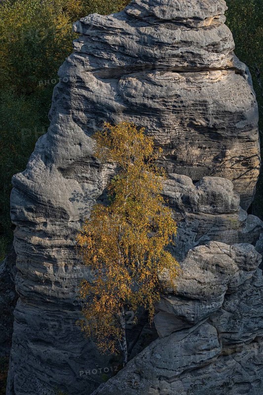 Trees growing on rocks. Fall foliage in the bohemian paradise. Prachov Rocks (Czech: Prachovské skály) are a rock formation in the Bohemian Paradise of the Czech Republic, close to the village of Prachov. Since 1933, they have been a protected natural reserve