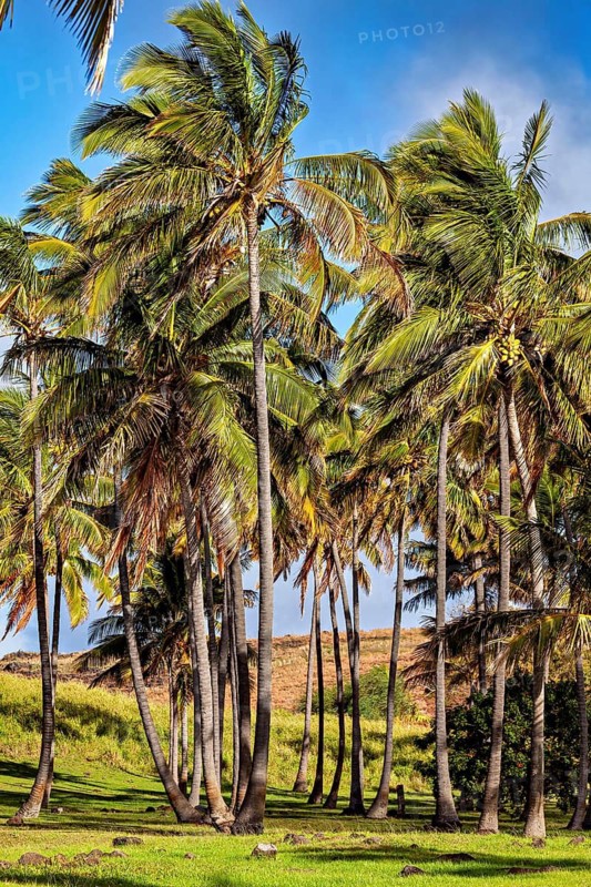 Densely standing palm trees with light clouds in the background, the South Pacific palm trees on Easter Island in the Pacific Ocean