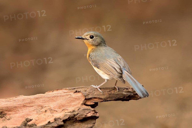 Tickell's Blue Flycatcher (Cyornis tickelliae) female, Bidoup National Park, Vietnam