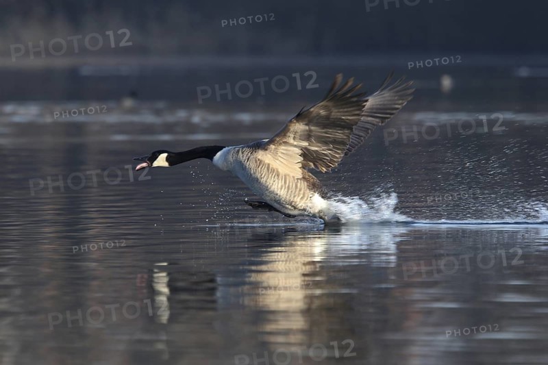 Canada Goose (Branta canadensis), North Rhine-Westphalia, Germany