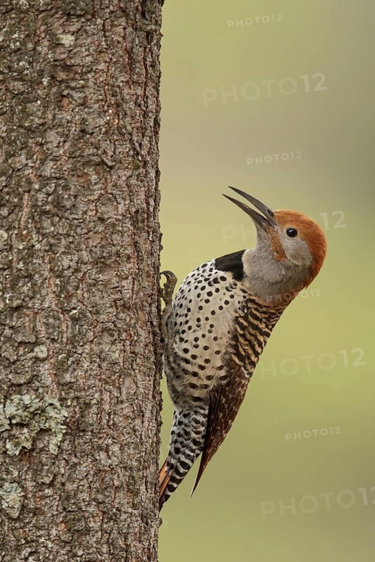 Guatemalan Flicker (Colaptes auratus mexicanoides) perched on a branch in Guatemala in Central America