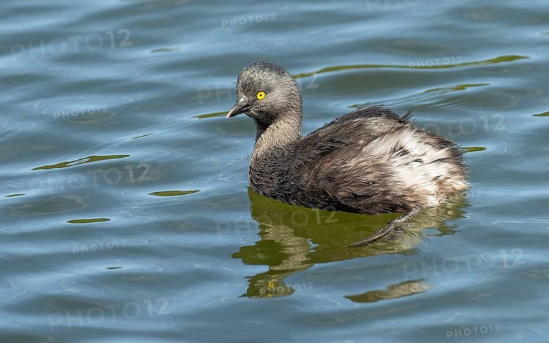 Schwarzkopftaucher (Tachybaptus dominicus)