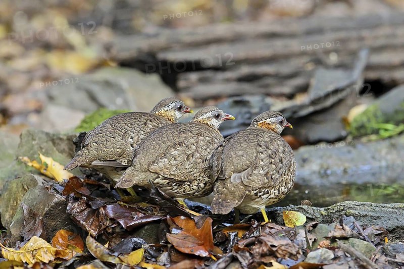 Green-legged Partridge (Arborophila chloropus) group drinking at whaterhole, Kaeng Krachan, Thailand