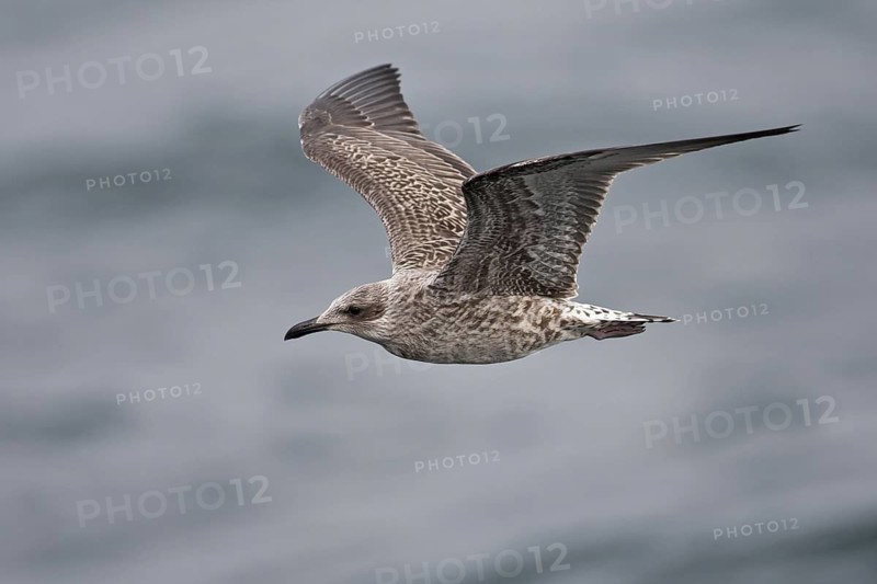 Lesser Black-backed Gull (Larus fuscus) juvenile flying, North Sea, Germany