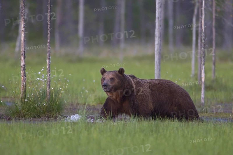 Eurasian Brown Bear (Ursus arctos), Kuhmo, Finland