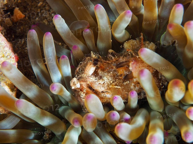 A crab between the tentacles of a sea anemone, Giens Peninsula dive site, Mediterranean, Porquerolles, Provence, Côte d'Azur, France