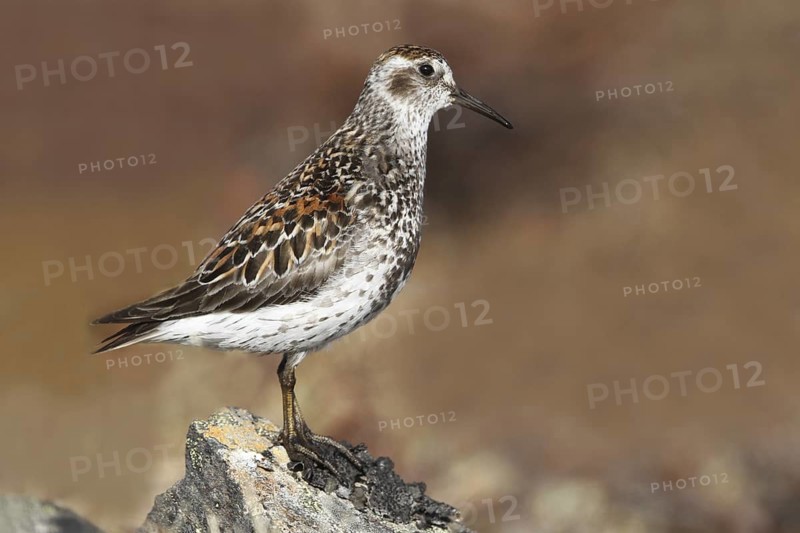 Rock Sandpiper (Calidris ptilocnemis), Alaska, USA