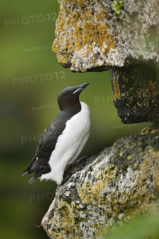Thick-billed Murre (Uria lomvia), Alaska, USA