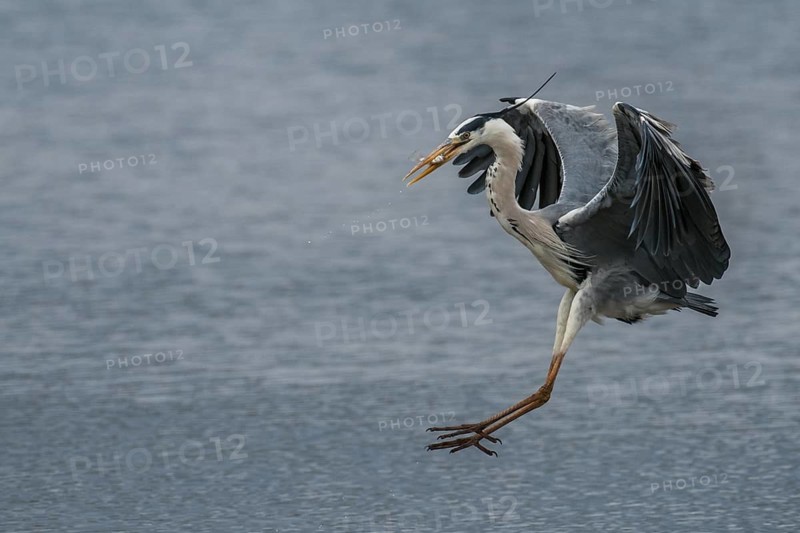 Grey Heron (Ardea cinerea), Kruger National Park, South Africa