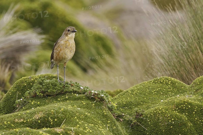 Tawny Antpitta (Grallaria quitensis), Ecuador