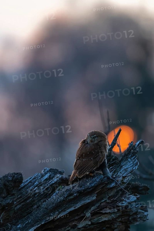 One East Brazilian pygmy owl (Glaucidium minutissimum), also known as least pygmy-owl or Sick's pygmy-owl, sitting on a small twig of a tree, feeding on a mouse. Back light condition in last evening light during sunset