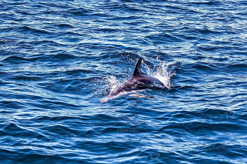 A dolphin moves elegantly through the water, the Clymene dolphin (Stenella clymene) near Puerto Madryn in Argentina