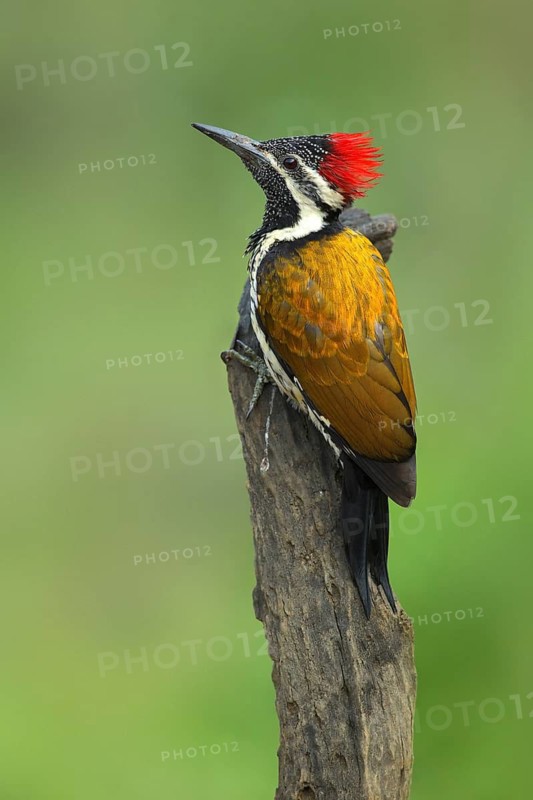 Greater Flameback (Chrysocolaptes guttacristatus) male perched on a stump, Darjeeling, India
