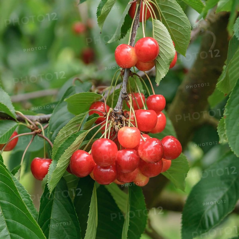Sweet cherry (Prunus avium 'Büttners Rote Knorpelkirsche'), Bundessorteamt, testing centre Marq, Germany