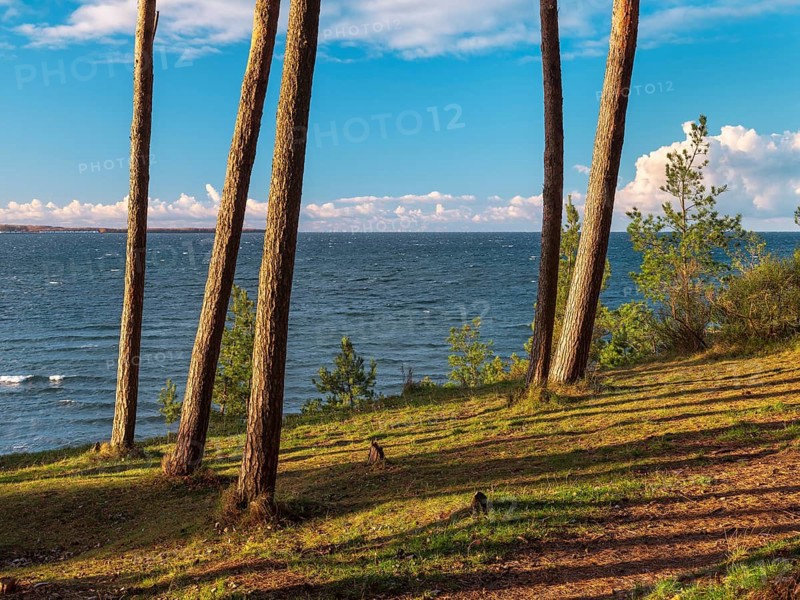 Pine groves on the Baltic Sea in evening light, view of the sea through the trees, Hohen Wieschendorf Huk, near Wismar, Mecklenburg-Western Pomerania, Germany