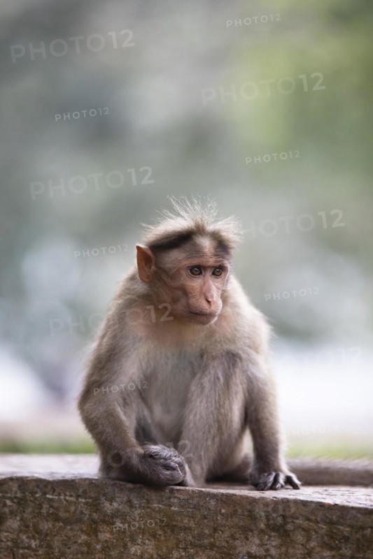 Bonnet macaque (Macaca radiata), Periyar Wildlife Sanctuary or Periyar National Park, Idukki district, Kerala, India