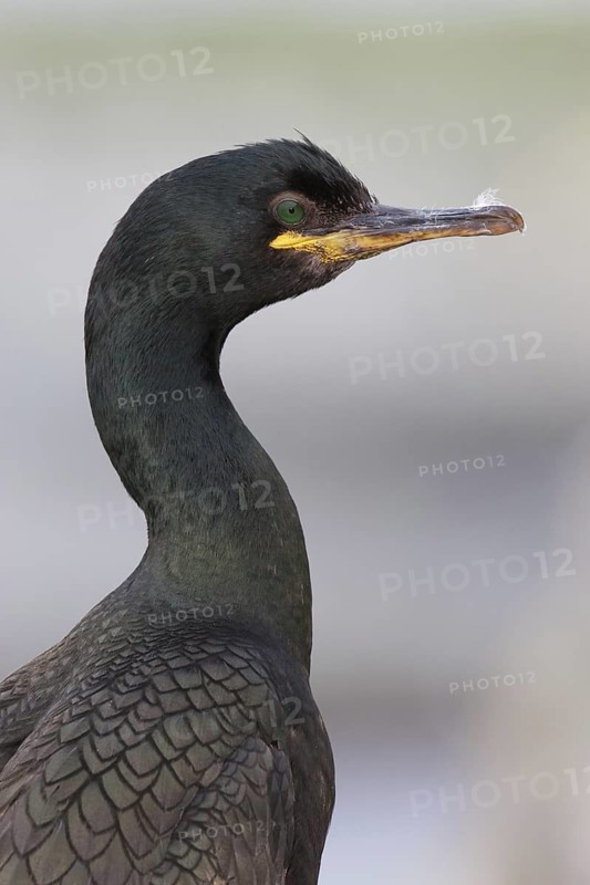 European Shag (Phalacrocorax aristotelis), Finnmark, Norway