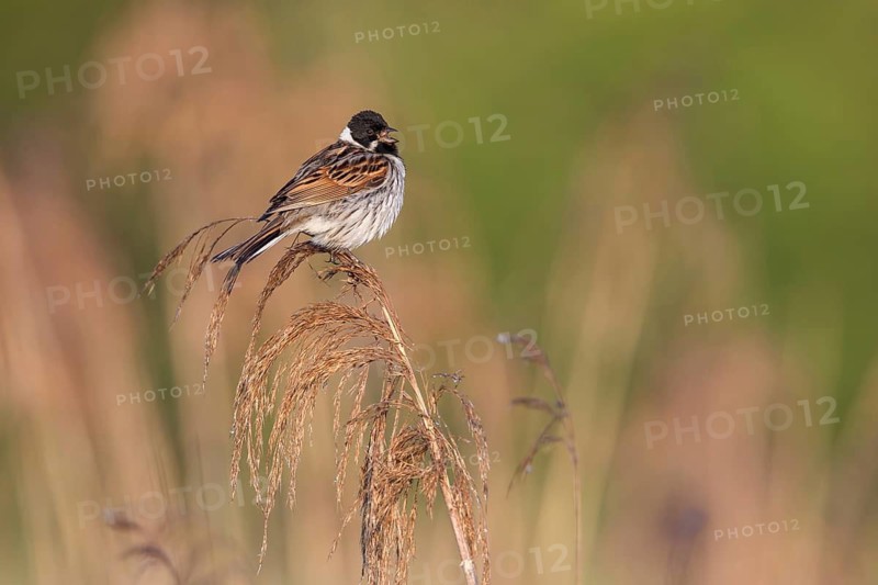 Common Reed Bunting (Emberiza schoeniclus) male singing in reedbed, Poland