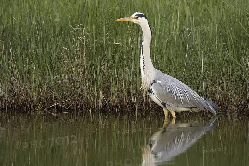 Grey Heron (Ardea cinerea), Texel, Netherlands