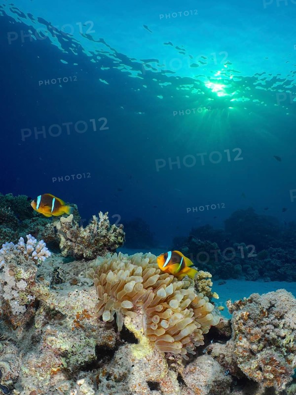 Red sea anemonefish (Amphiprion bicinctus)