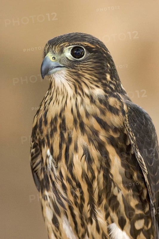 Merlin (Falco columbarius), Arizona, USA