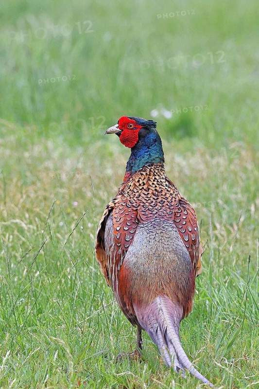 Pheasant, hunting pheasant (Phasianus colchicus), adult male bird in a meadow, wildlife, Lembruch, Ochsen Moor, Dümmer nature park Park, Lower Saxony, Germany