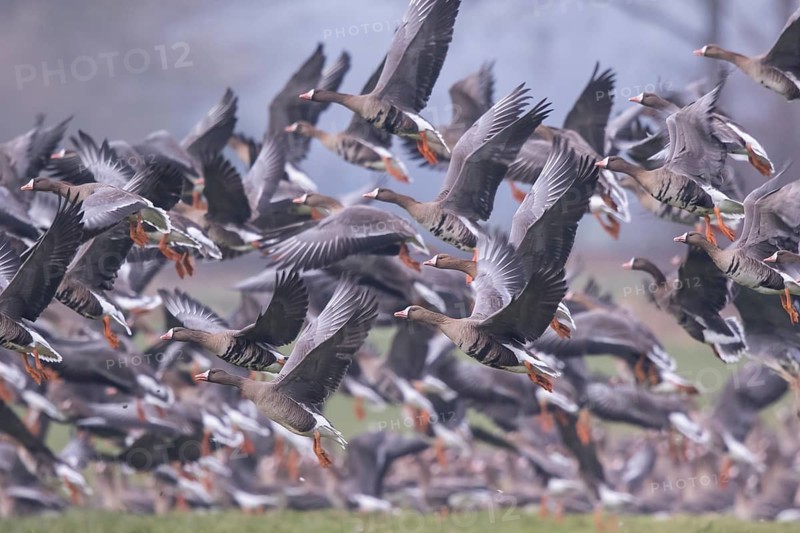 Greater White-fronted Goose (Anser albifrons) group taking flight, North Rhine-Westphalia, Germany