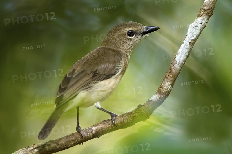Grey Whistler (Pachycephala simplex), Northern Territory, Australia