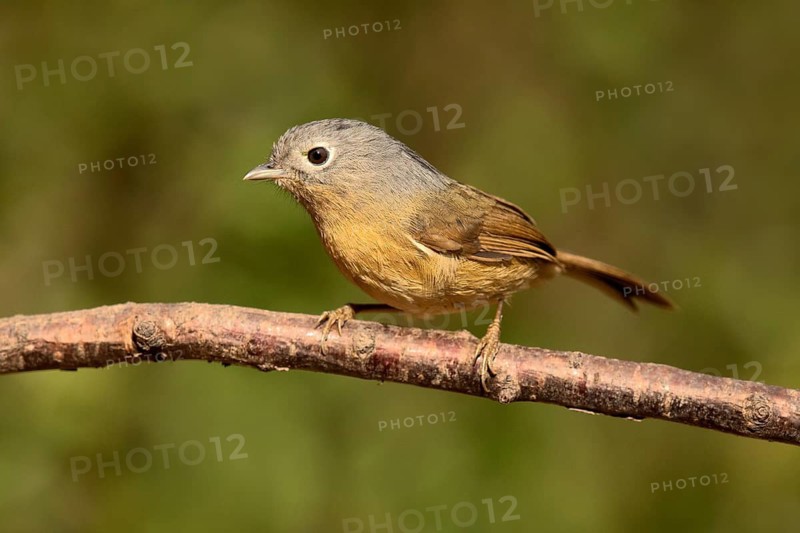 Grey-cheeked Fulvetta (Alcippe morrisonia), Yunnan, China