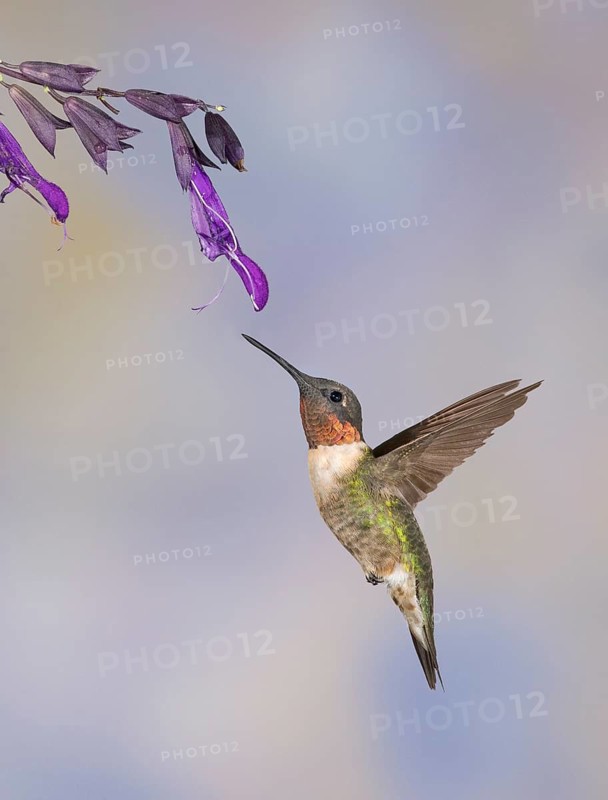 Ruby-throated Hummingbird (Archilochus colubris) male flying while feeding on flower nectar, Texas, USA
