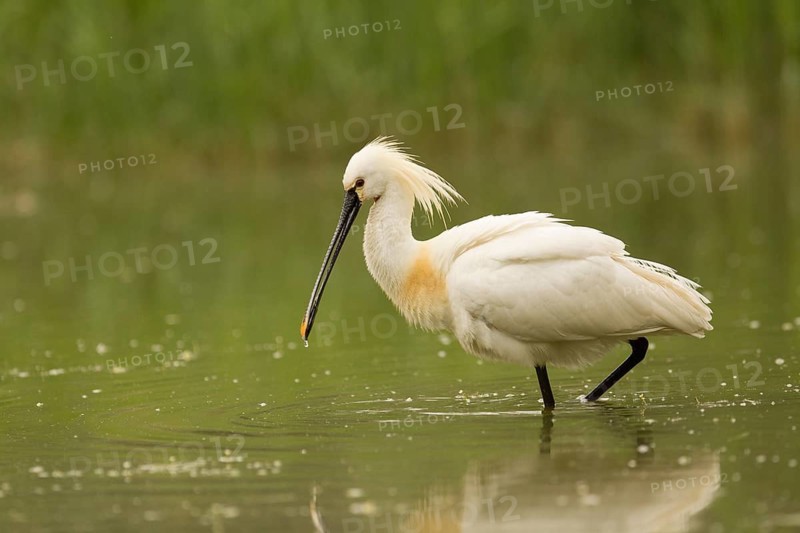 Eurasian Spoonbill (Platalea leucorodia), Serbia