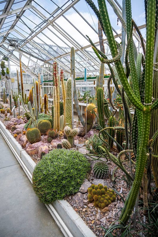 Botanical Garden, greenhouse with cacti and succulents, Zurich Succulent Collection, Switzerland