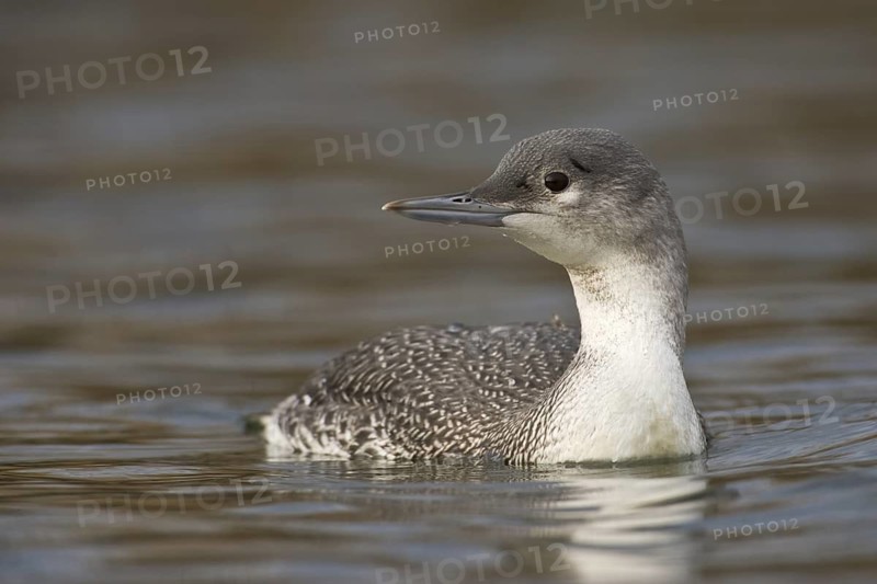 Red-throated Loon (Gavia stellata), Saxony-Anhalt, Germany