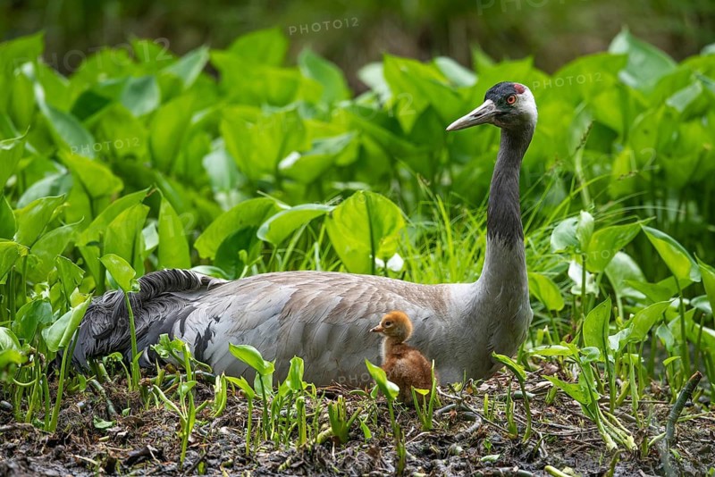 Crane (gurs grus) in nest with chicks, Feldberger Seenlandschaft, Mecklenburg-Vorpommern, Germany