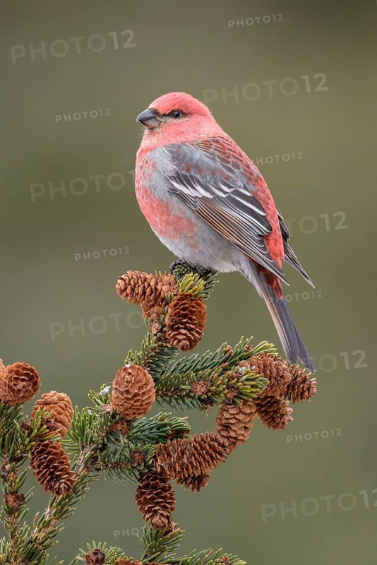 Pine Grosbeak (Pinicola enucleator) male perched on a branch, Alaska, USA