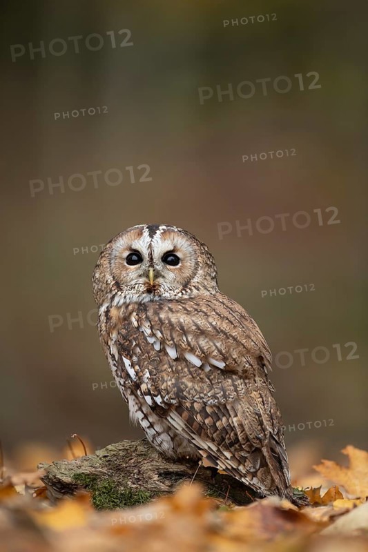 Tawny owl (Strix aluco) adult bird on fallen tree leaves in a woodland in autumn, England, United Kingdom