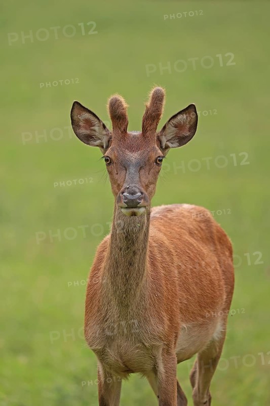 Red deer (Cervus elaphus), male