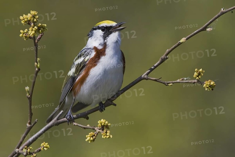 Chestnut-sided Warbler (Setophaga pensylvanica) singing, Ontario, Canada
