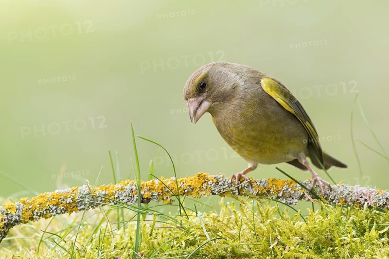 European Greenfinch (Chloris chloris) female, Rhineland-Palatinate, Germany