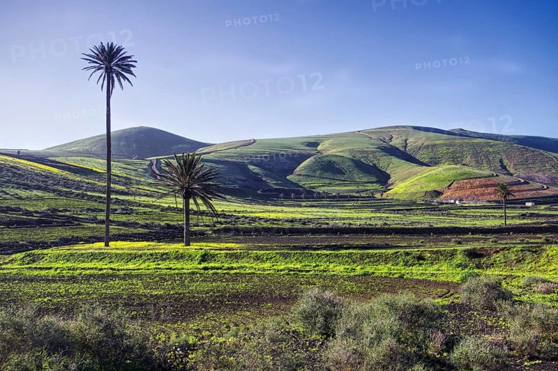 Wide, green hilly landscape with isolated palm trees, Yaiza Lanzarote