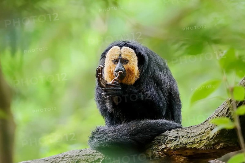 White-headed saki or pale-headed saki (Pithecia pithecia), male, captive, occurring in South America