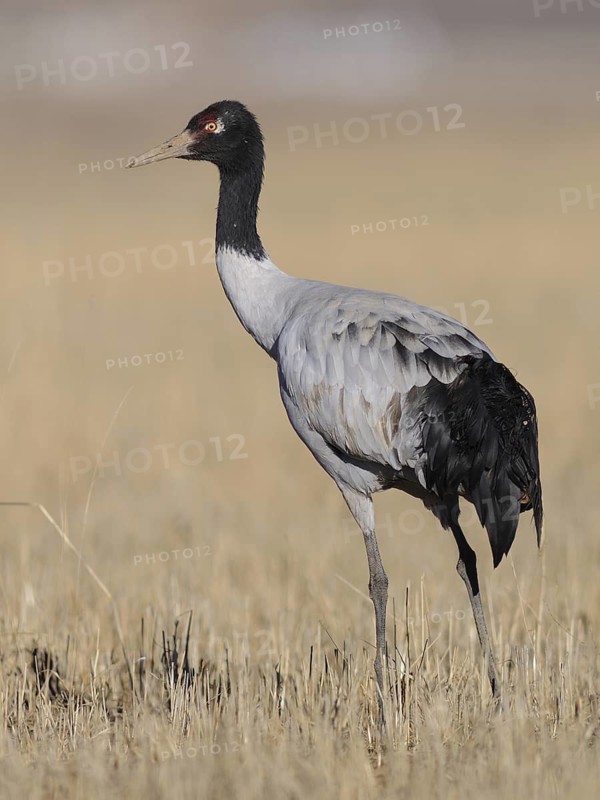 Black-necked Crane (Grus nigricollis), Tibet, China